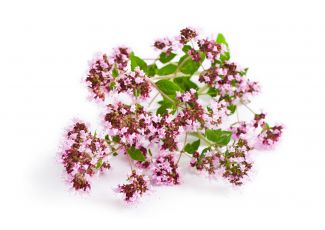 Екстракт концентрат материнки