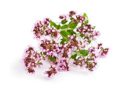 екстракт материнки купити