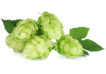 екстракт хмелю