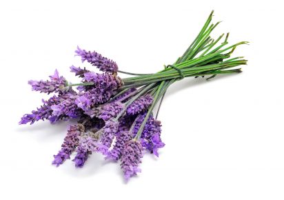 екстракт лаванди екстракт лаванди