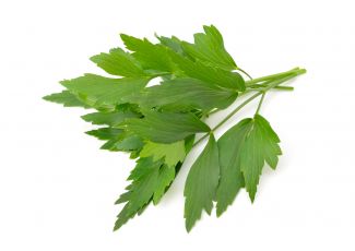 Екстракт концентрат любистка