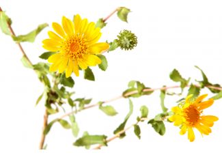 Екстракт концентрат мати-й-мачухи