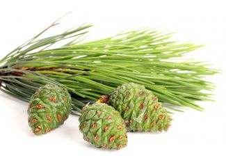 Екстракт концентрат пилки шишки хвої