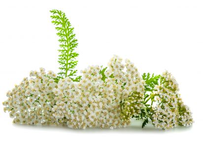 тисячолистник лікувальні властивості екстракт деревію