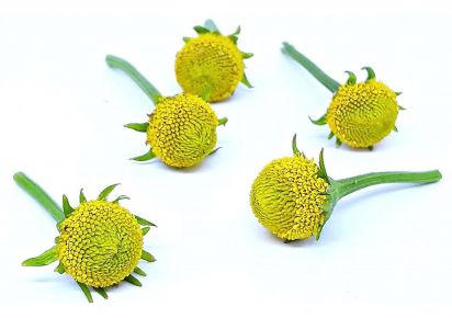 Екстракти Екстракти