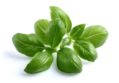 базилік корисні властивості базилік для волосся