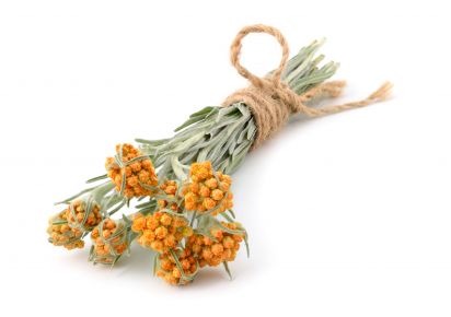 экстракт бессмертника в таблетках екстракт безсмертника