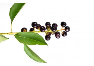 Екстракт концентрат черемхи