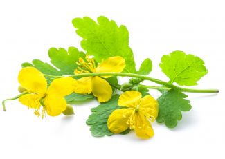 Екстракт концентрат чистотілу