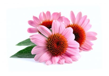 екстракт ехінацеї ціна екстракт ехінацеї