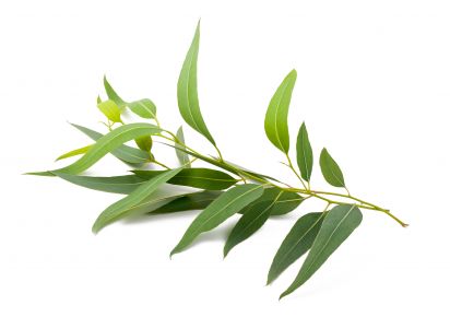 екстракт евкаліпту ціна екстракт евкаліпта