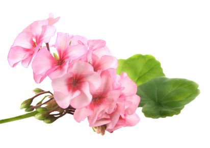 екстракт герані екстракт герані