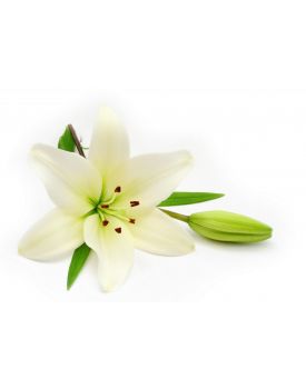 Гидролат белой лилии TEST Product Alt