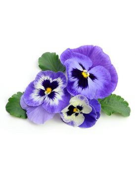 Гідролат триколірної фіалки TEST Product Title Гідролат триколірної фіалки TEST Product Alt