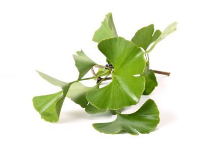 гинкго билоба інструкція екстракт гінкго білоба властивості