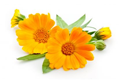 екстракт календули ціна екстракт календули