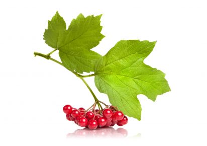 калина лікарська рослина екстракт калини рідкий