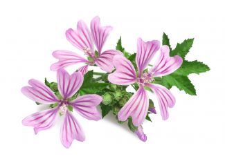 Екстракт концентрат мальви + гібіскус