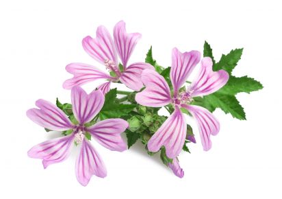 екстракт мальви