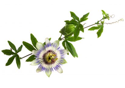 екстракт пасифлори