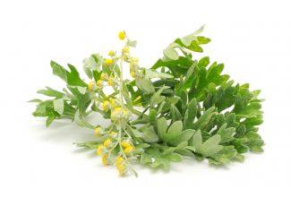 Екстракт концентрат полину