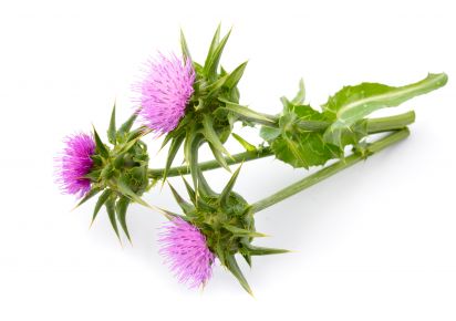 екстракт розторопші