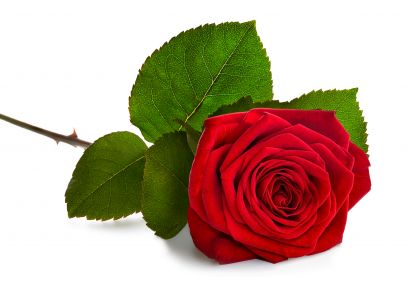 екстракт троянди