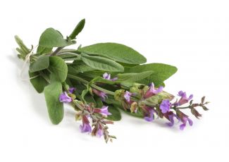 Екстракт концентрат шавлії