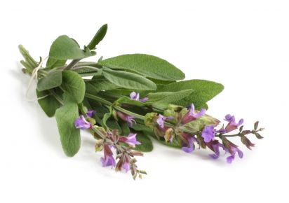 екстракт шавлії