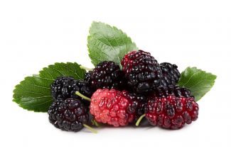 Екстракт концентрат чорної шовковиці