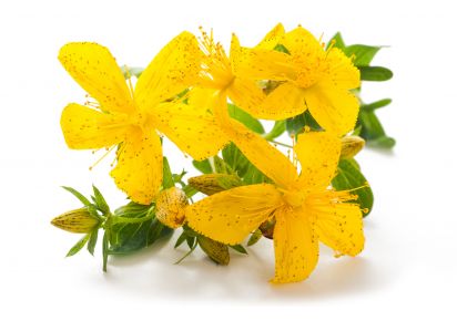 екстракт звіробою купити екстракт звіробою